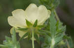 Sulphur cinquefoil